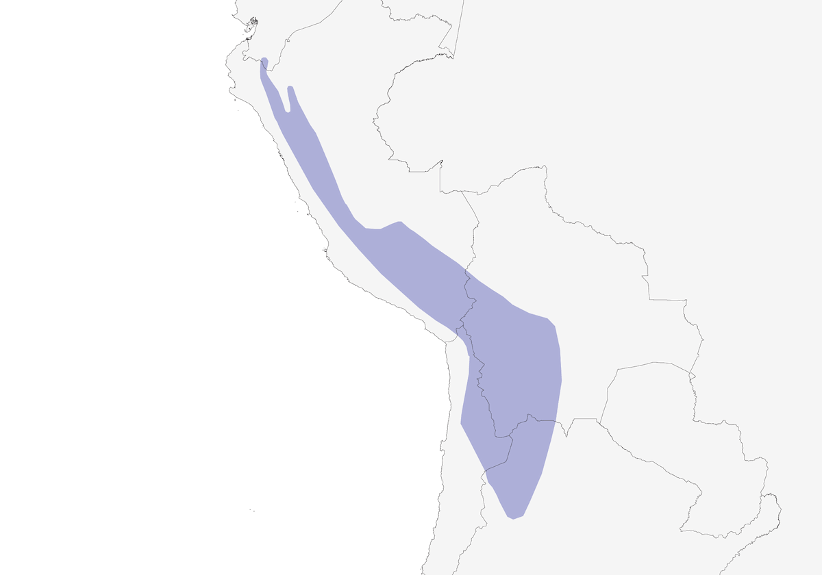 Bécassine de la Puna, Distribution 1