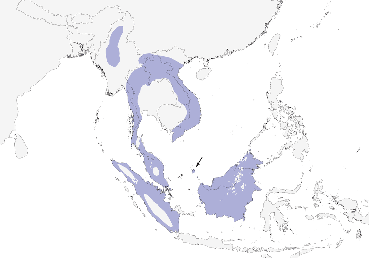 Cacciaragni dalla nuca viola, Distribuzione 1