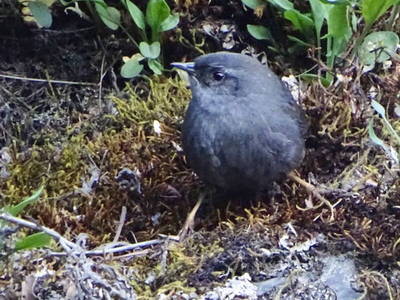 Puna Tapaculo, Photos 4
