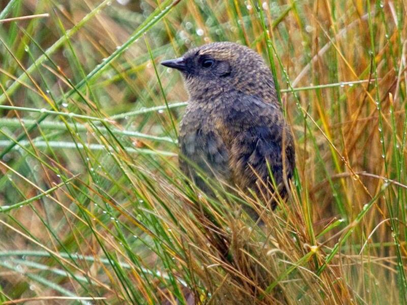 Puna Tapaculo, Photos 3