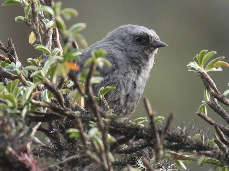 Puna Tapaculo, Photos 2