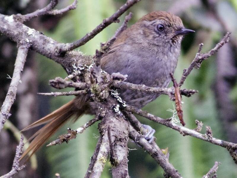 Puna Thistletail