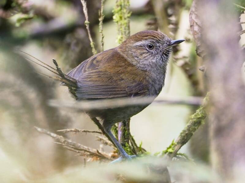 Puna Thistletail, 照片 3