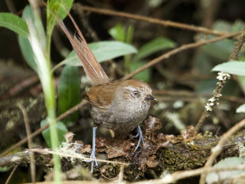 Puna Thistletail, 照片 2