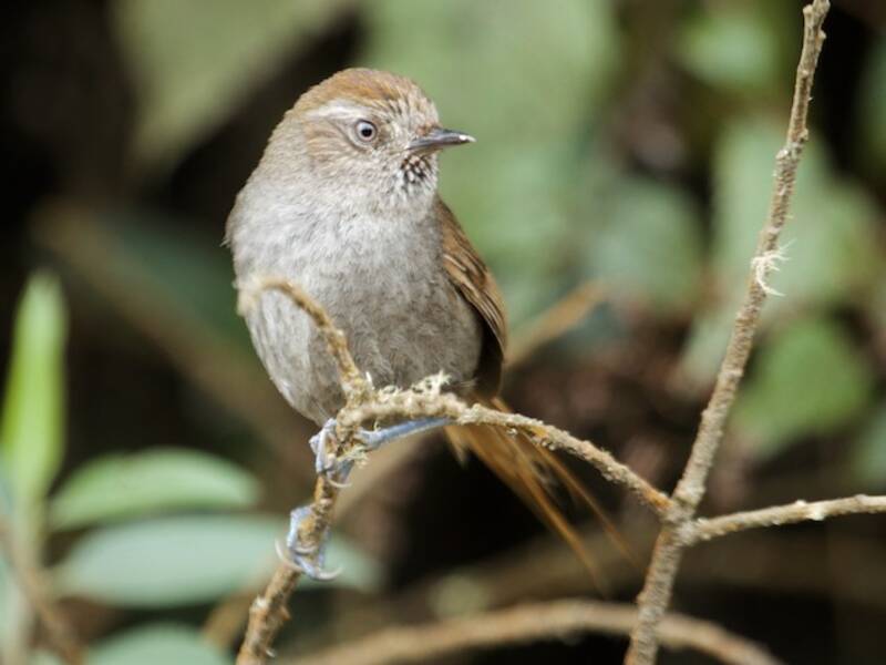 Puna Thistletail, 照片 4