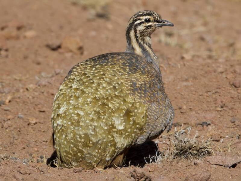 Puna Tinamou, Photos 3