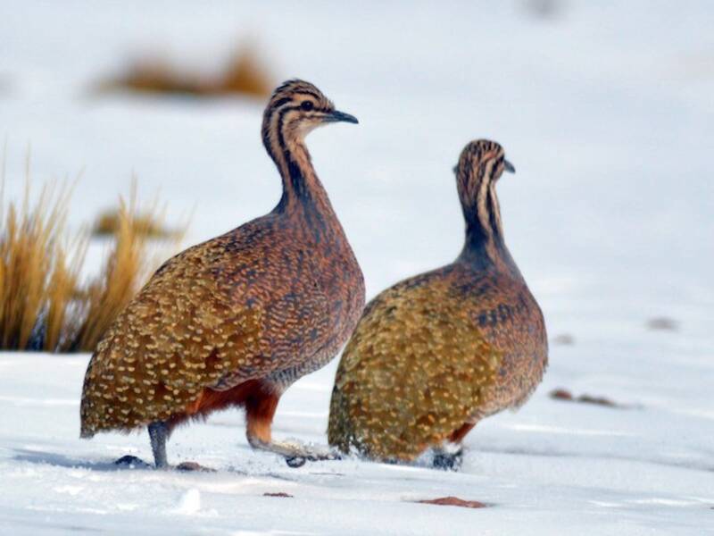 Puna Tinamou, Photos 2