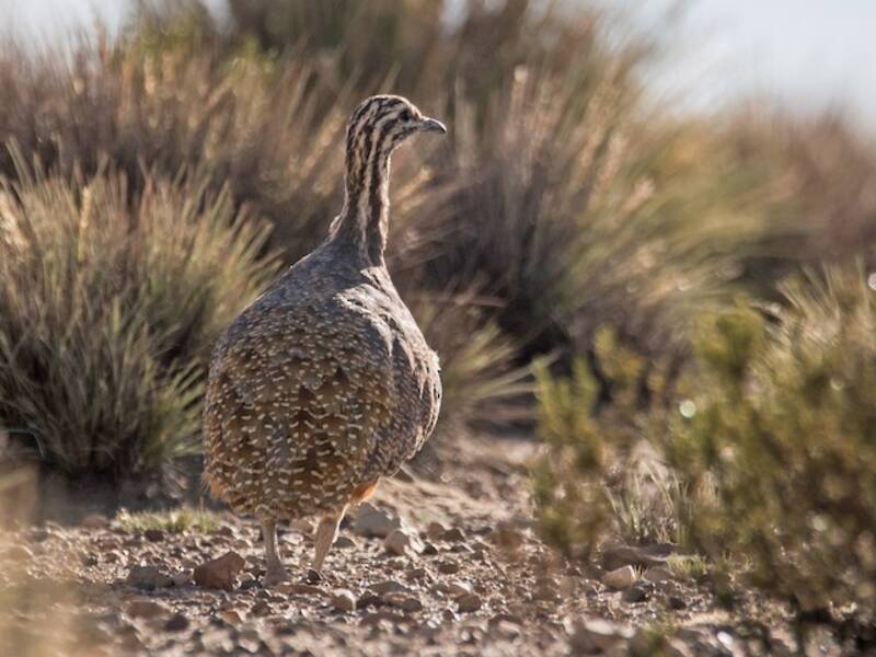 Puna Tinamou, Photos 4