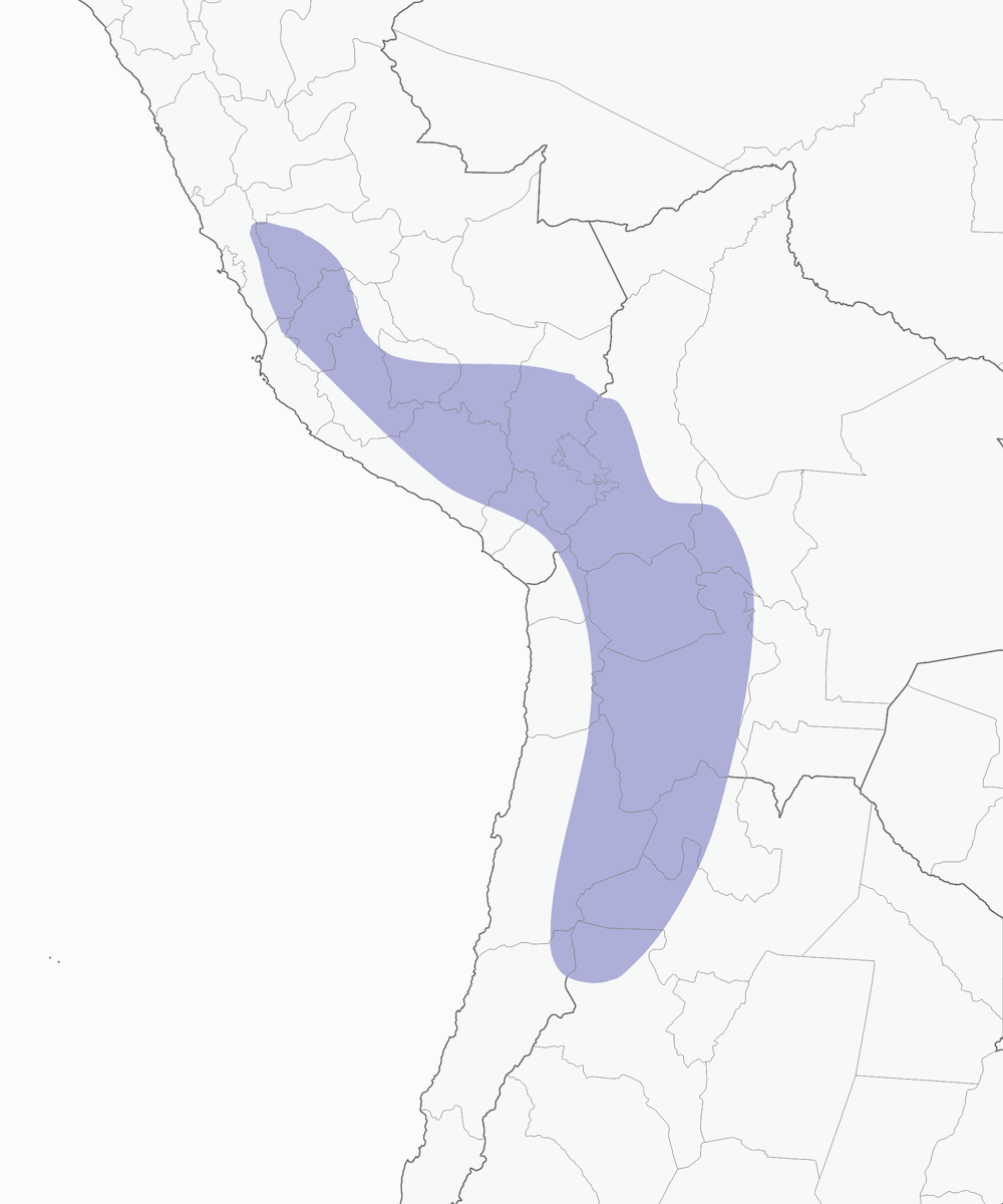 Puna Tinamou, Distribution 1