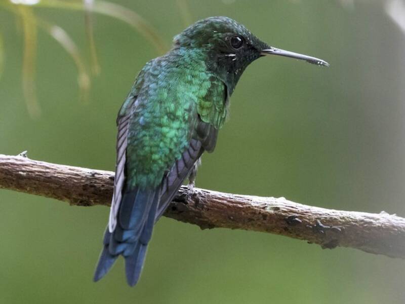 Puerto-Rico-Smaragdkolibri