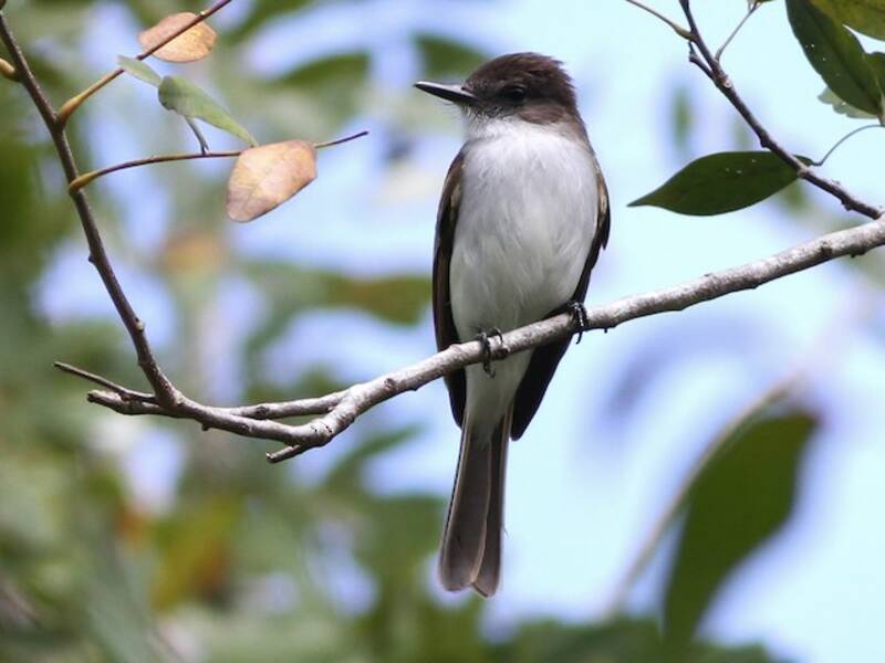 Puerto-Rico-Tyrann, Fotos 3