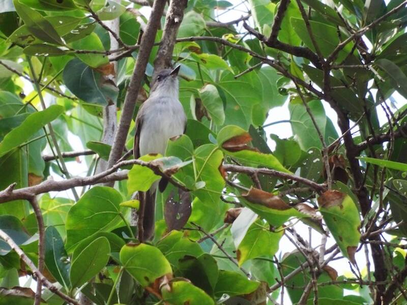 Puerto-Rico-Tyrann, Fotos 4