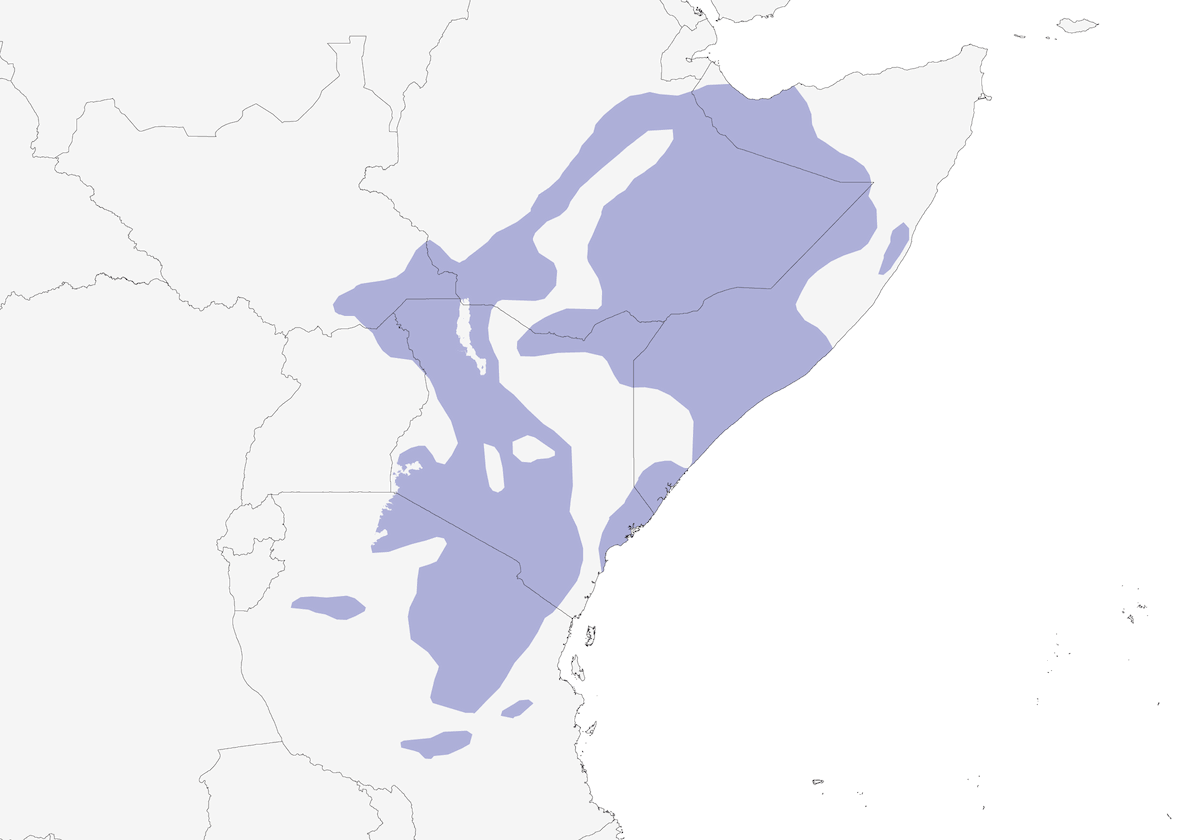 Granadero púrpura, Distribución 1