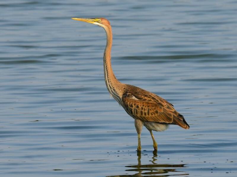 Purple Heron