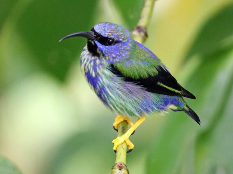 Cianerpe purpureo