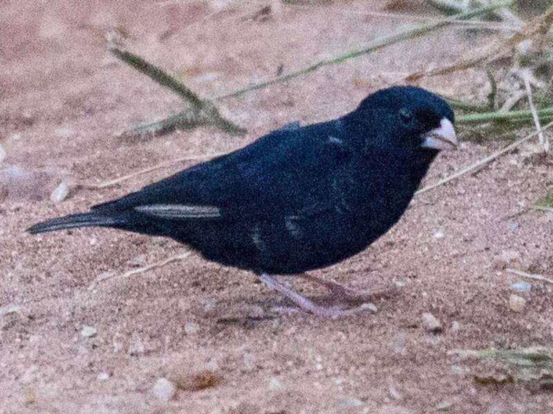 Tejedor índigo púrpura, Fotos 3