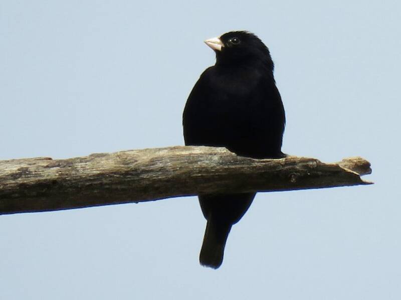 Purple Indigobird