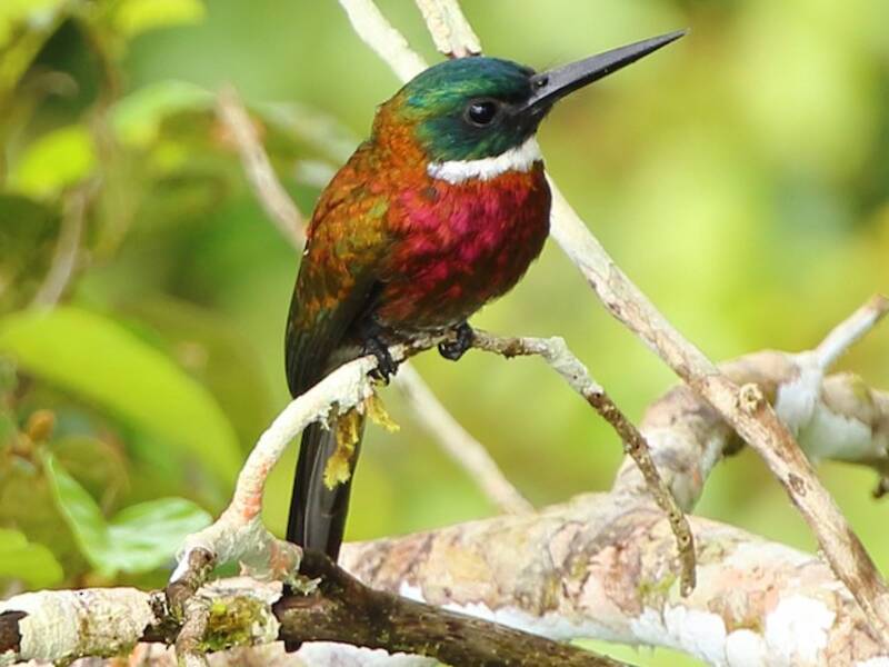 Purpurglanzjacamar