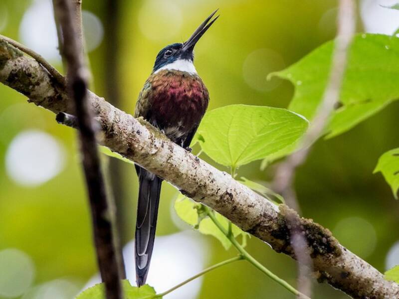 Purpurglanzjacamar, Fotos 2