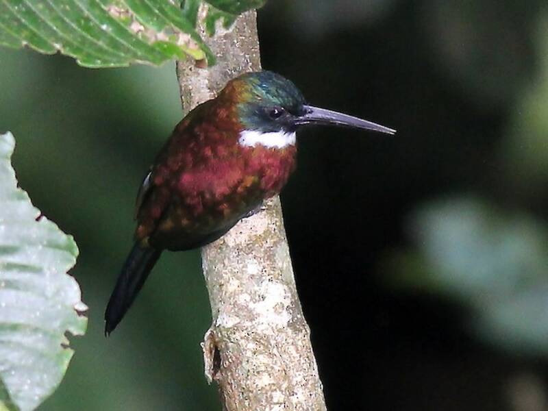 Purpurglanzjacamar, Fotos 3