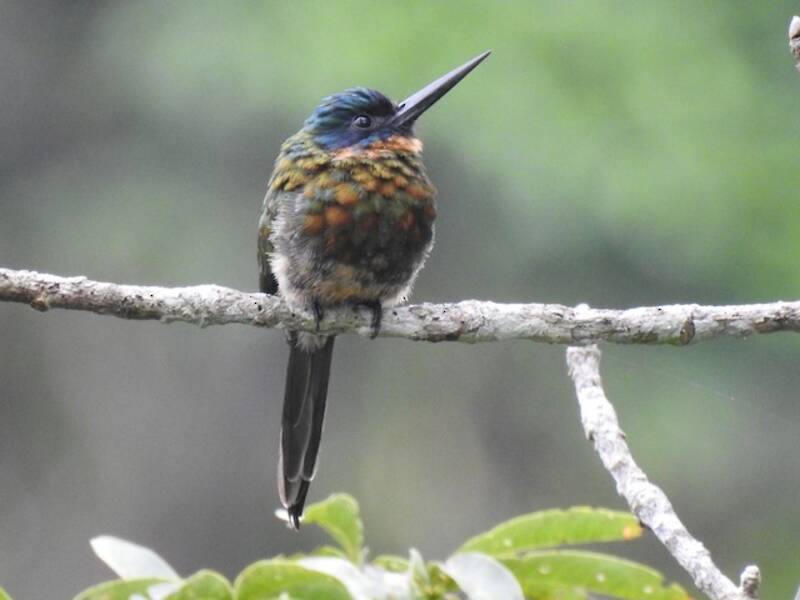 Purpurglanzjacamar, Fotos 4