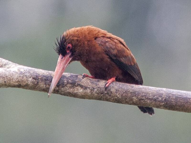 Purus-Glanzvogel, Fotos 3