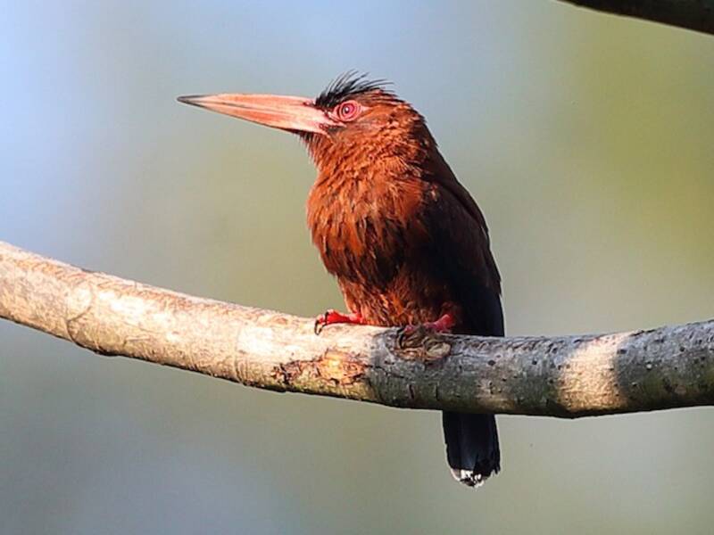 Jacamar del Purus