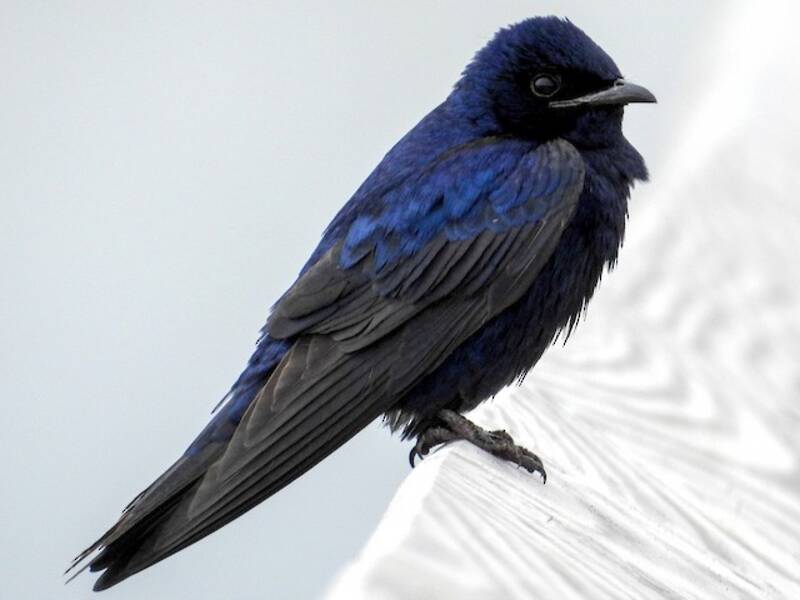 Purple Martin, Photos 3