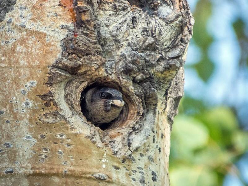 Purple Martin, Photos 2