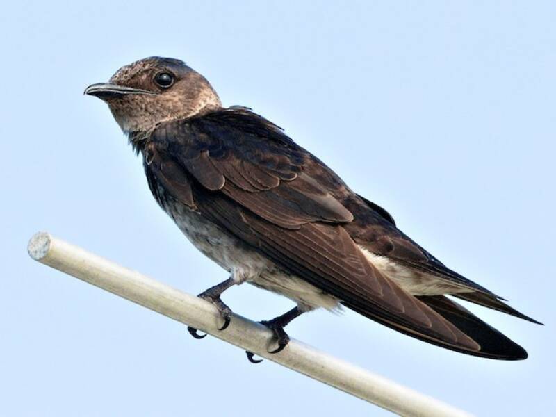 Purple Martin (Progne subis)