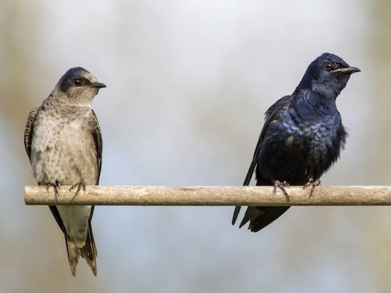 Purple Martin, Photos 4