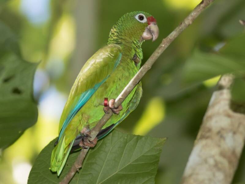 Puerto Rican Amazon