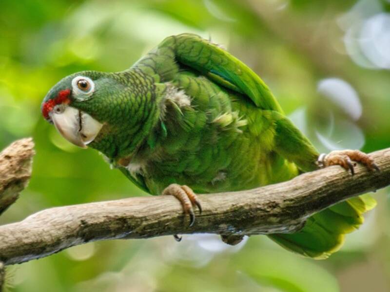 Puerto Rican Amazon, Photos 3