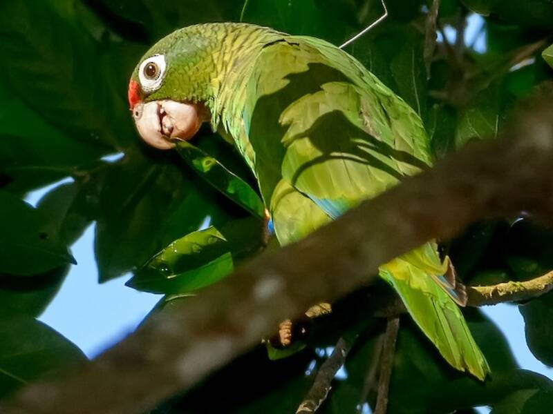 Puerto Rican Amazon, Photos 2