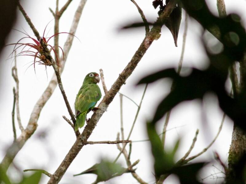 Puerto Rican Amazon, Photos 4
