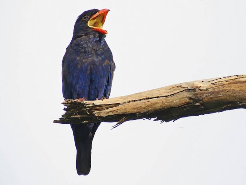 Carraca Azul