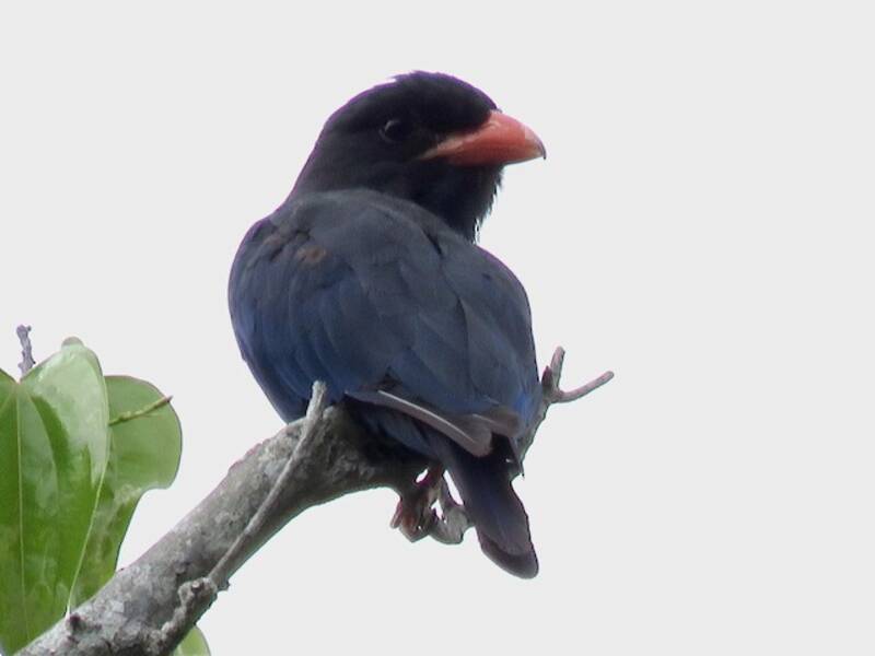 Carraca Azul, Fotos 2