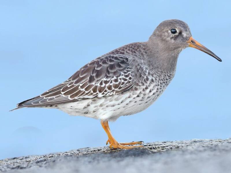Piovanello violetto