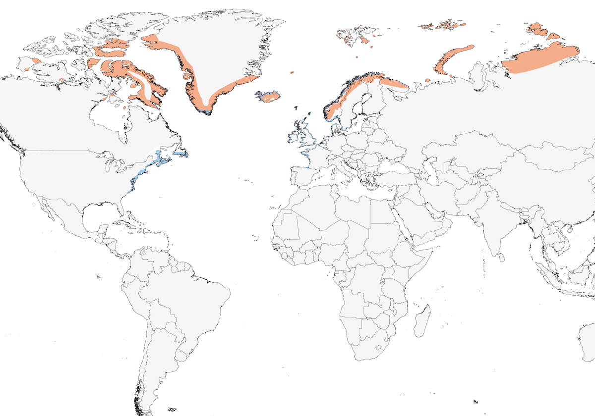 Piovanello violetto, Distribuzione 1