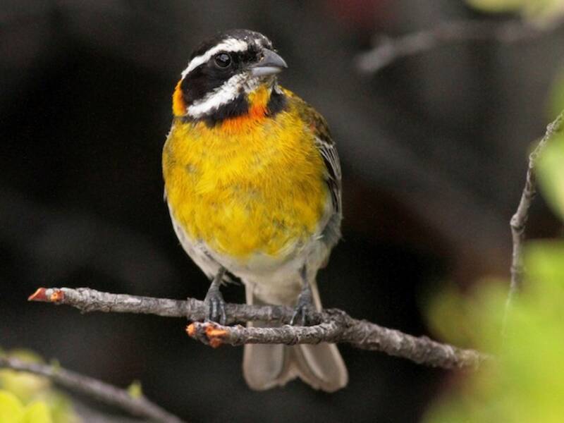 Puerto Rican Spindalis (Spindalis portoricensis)