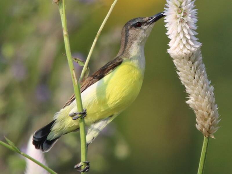 Purple-rumped Sunbird