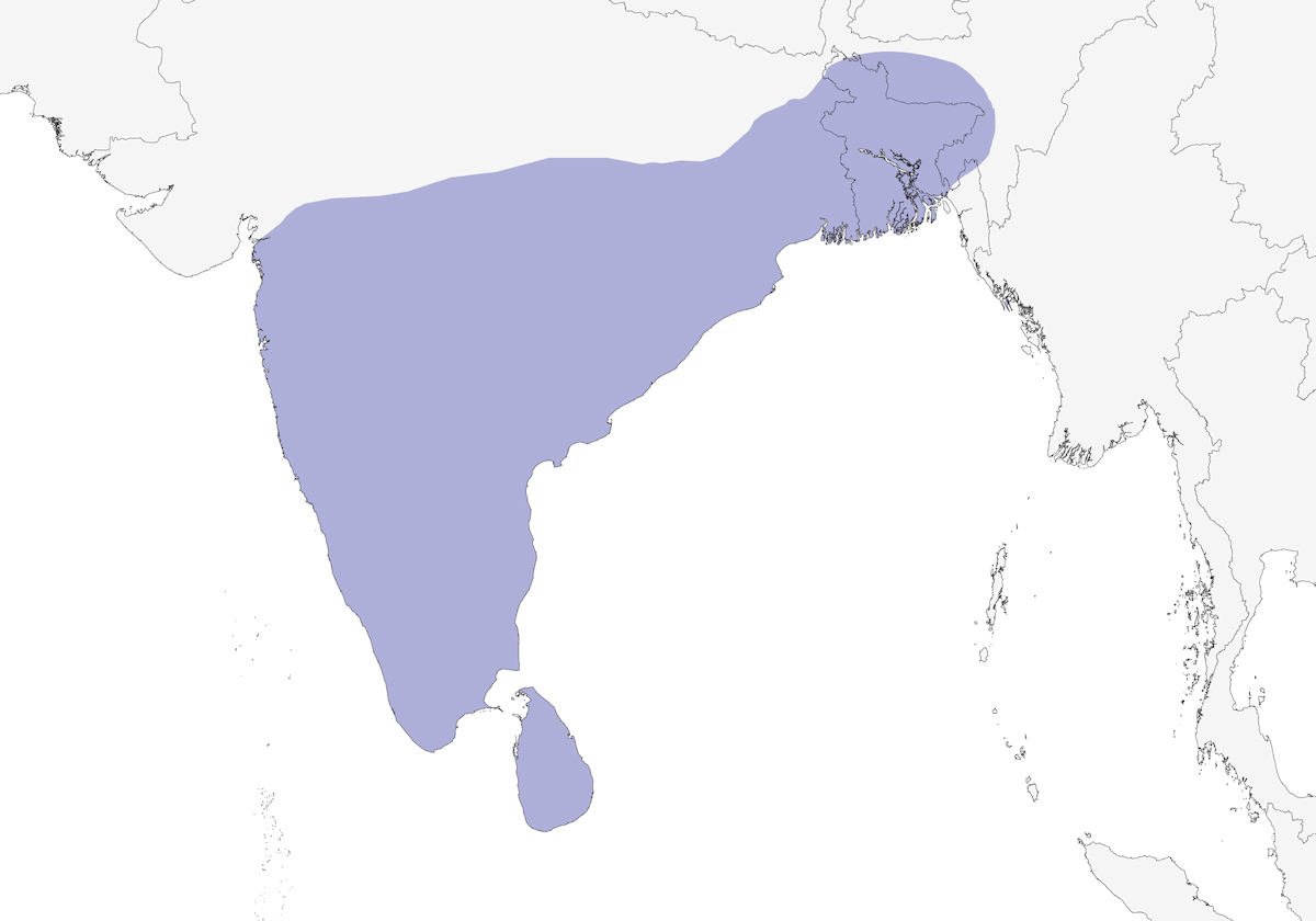 Nettarinia groppa viola, Distribuzione 1