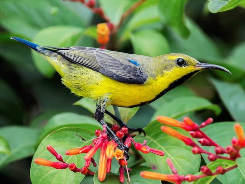 Purple Sunbird (Cinnyris asiaticus)