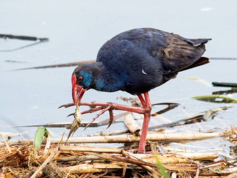 Western Swamphen
