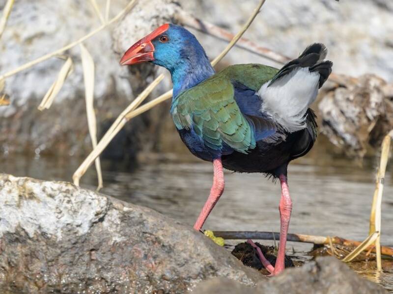 African Swamphen, 照片 4
