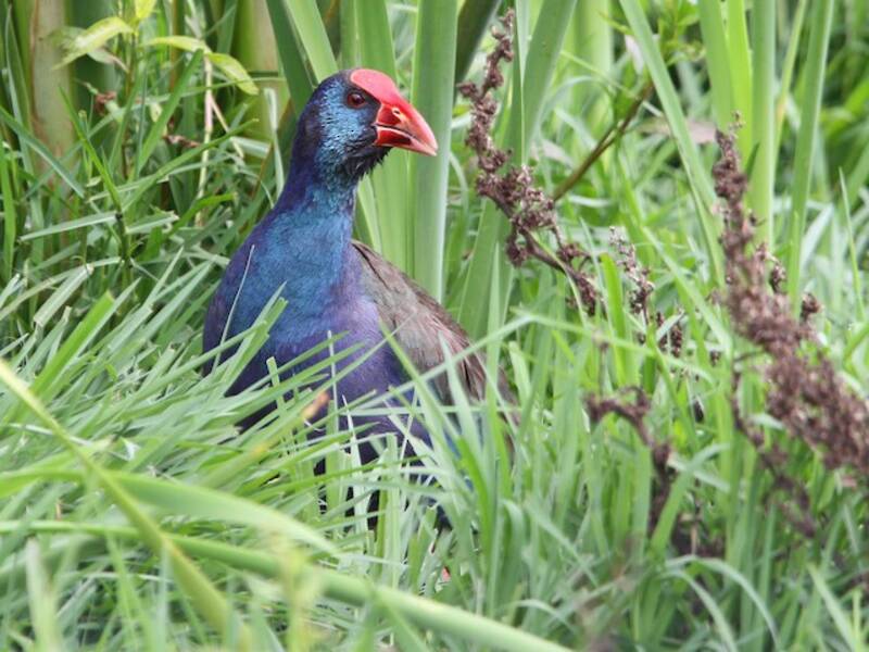 African Swamphen, 照片 2