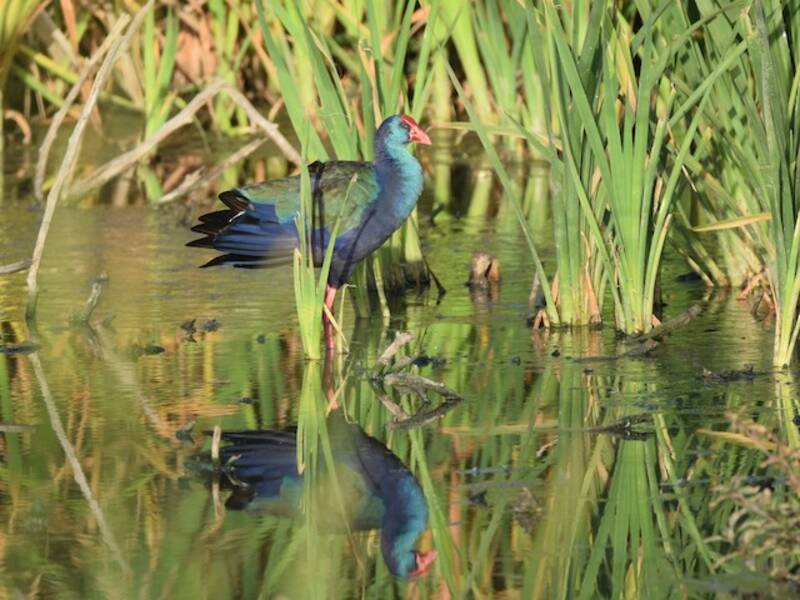 African Swamphen, 照片 3