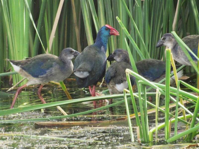 Afrikanisches Purpurhuhn