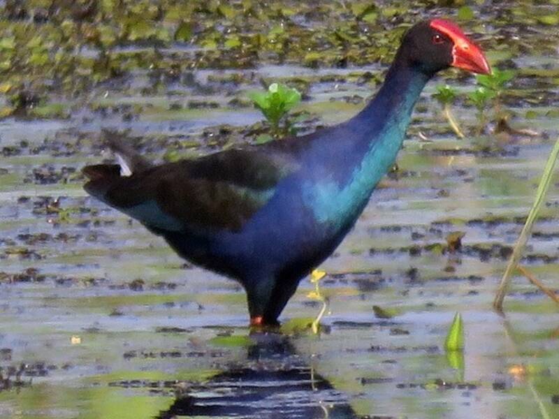 Pollo sultano dorso nero - Porphyrio indicus