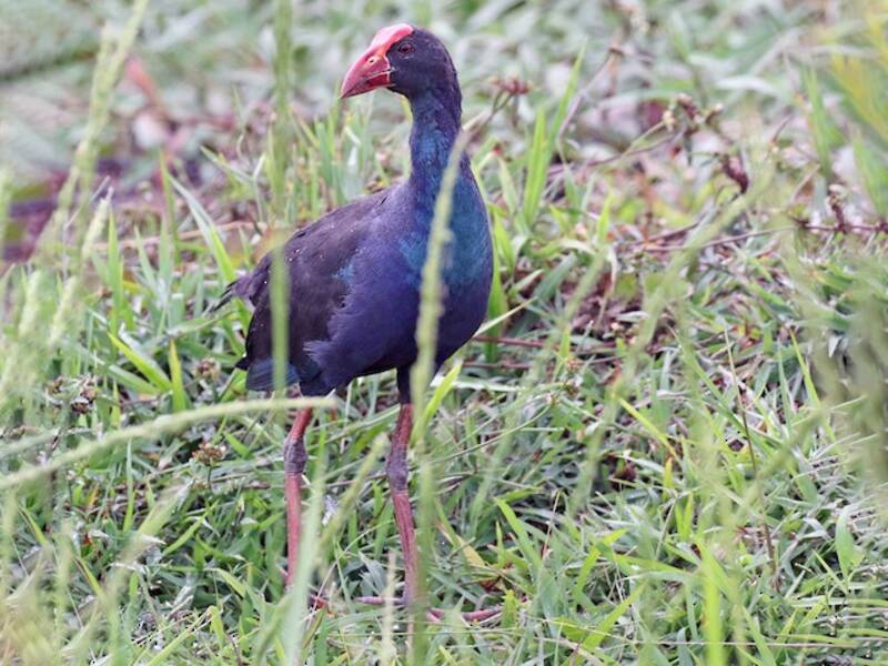 Pollo sultano dorso nero, Foto 2